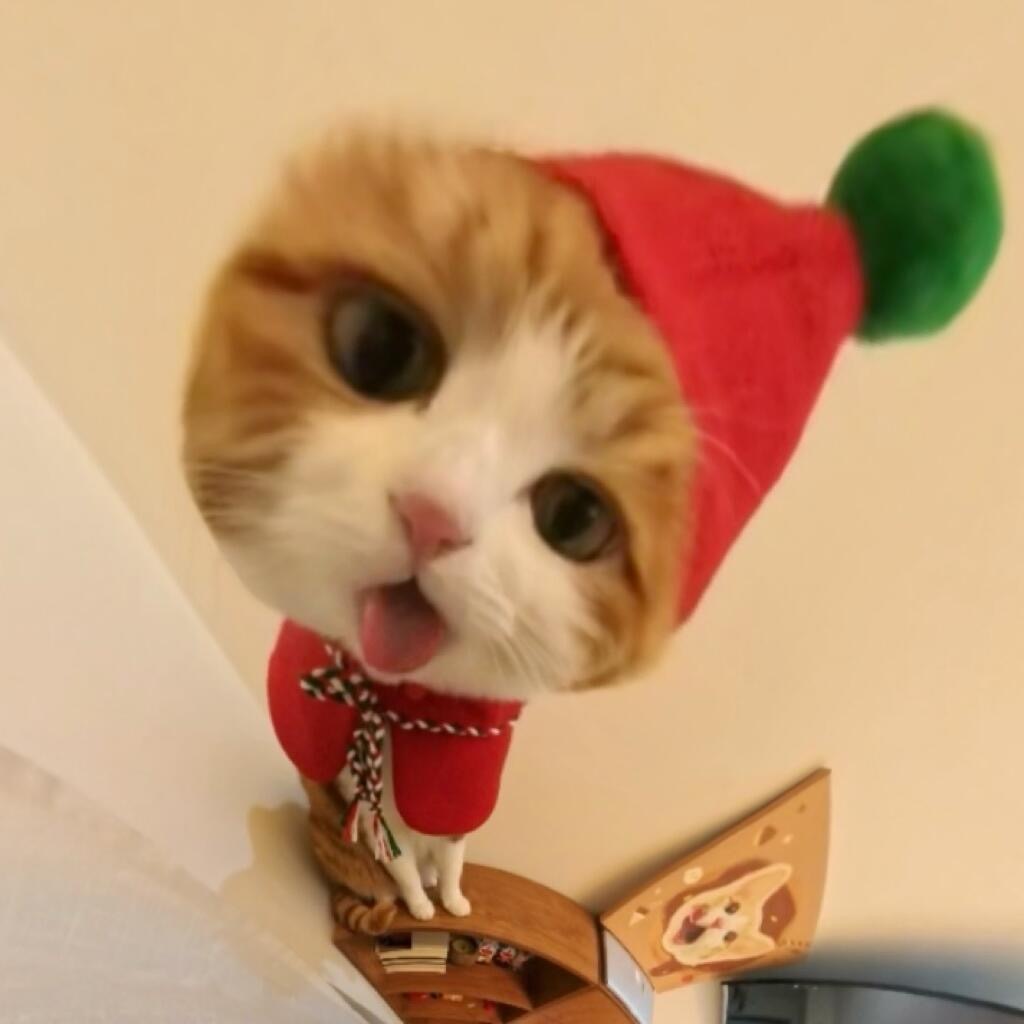 最适合小猫的特效！！此等萌物我一口就能吃掉😋猫咪头像🐈 