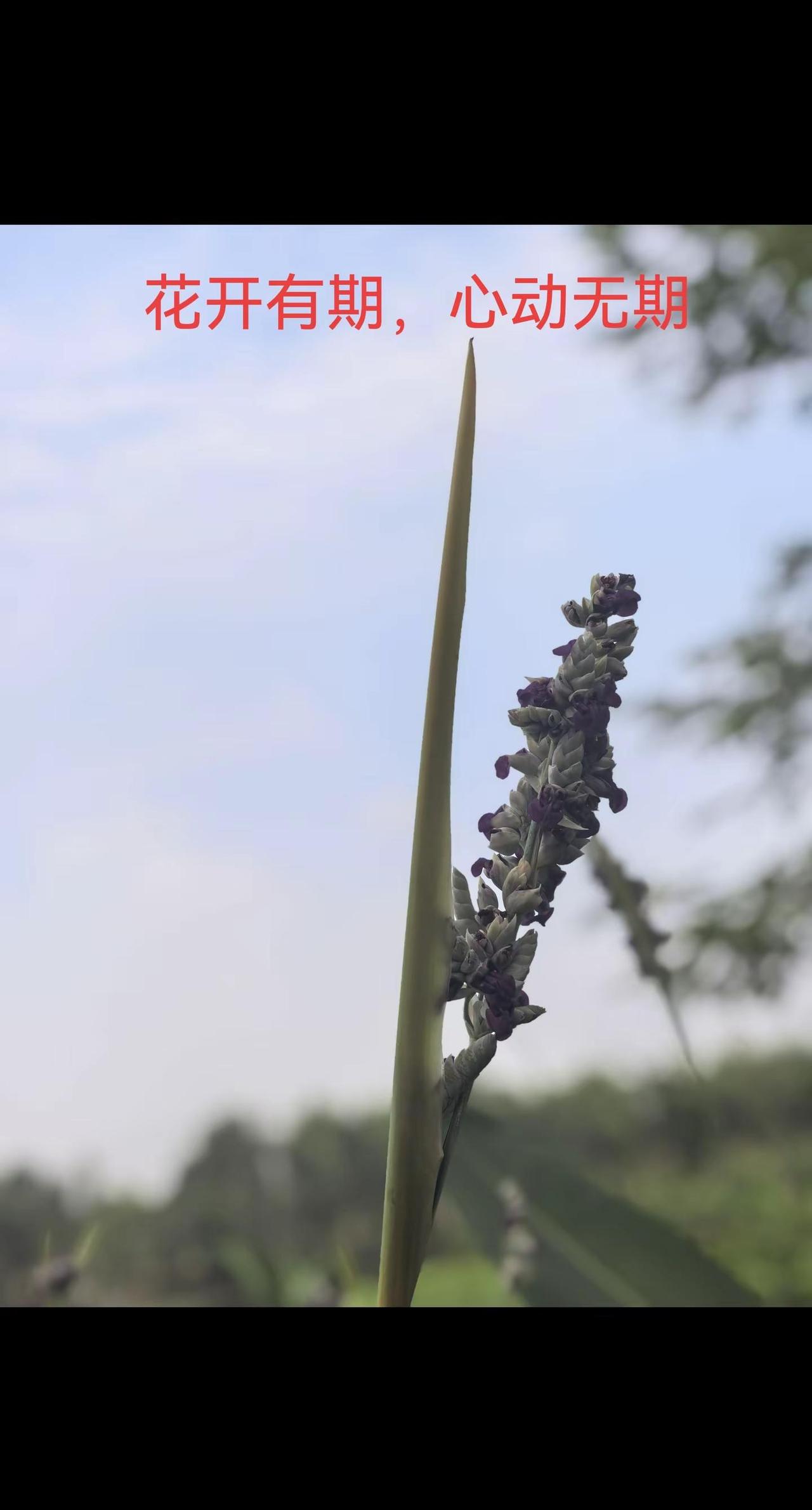 水边的再力花静静扎根、默默开花，守着河水岁岁不变；就像我这颗心，安安稳稳扎根在岁