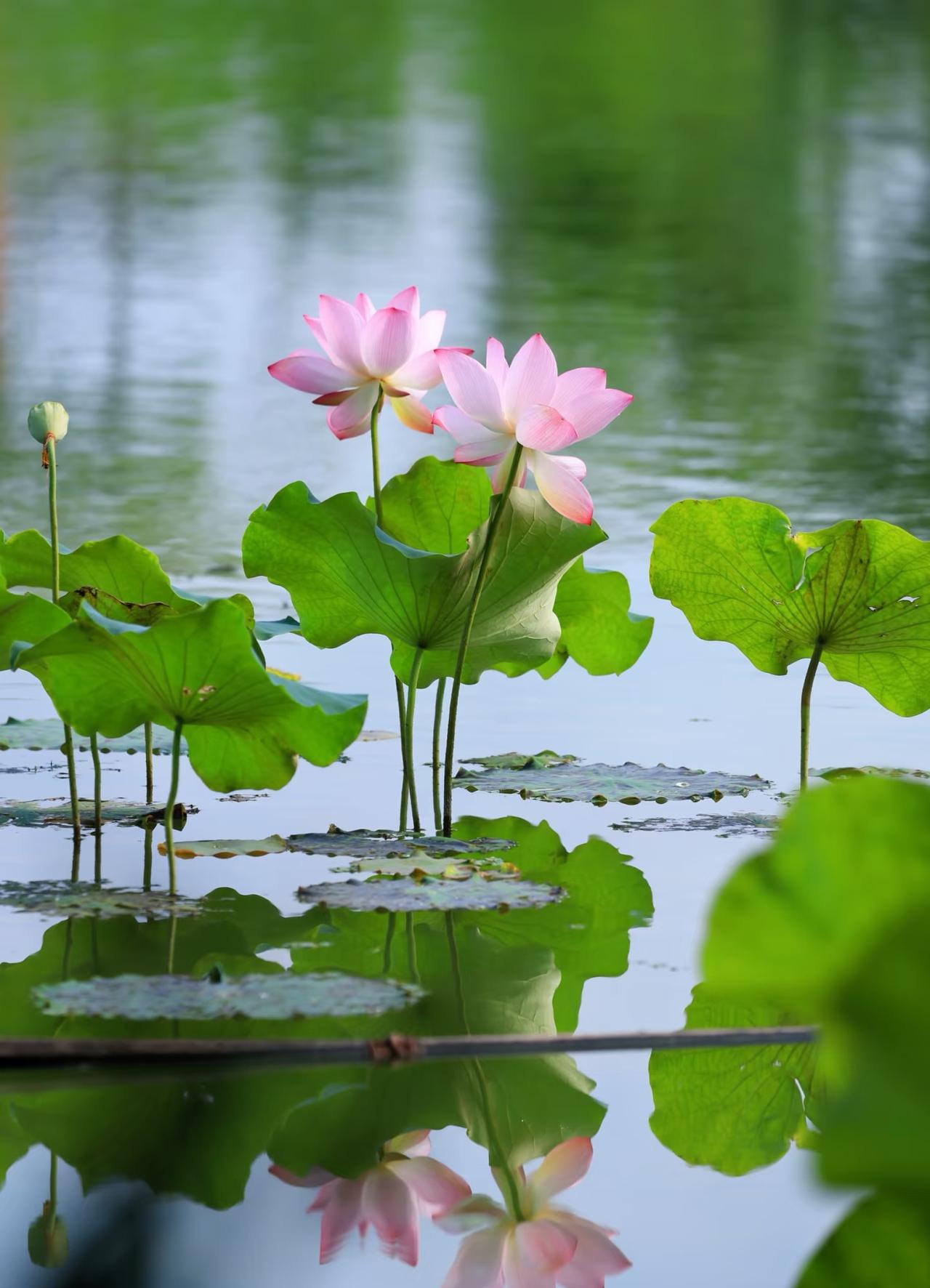 碧叶摇清浪，红妆立浅塘。
幽香随风远，静守一湖凉。