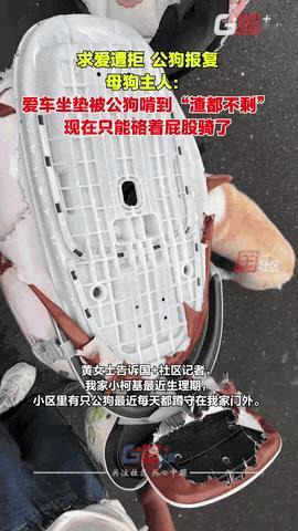 合肥女子赶跑蹲门公柯基，竟遭“报复”：电动车坐垫被啃烂

“因爱生恨？”安徽合肥