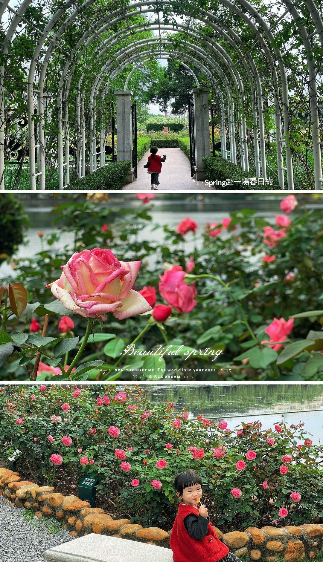 广州免费赏花🌹正值花期～浓香浓香～
昨天暴雨
今天阵雨
花依旧这么美～拍照很好
