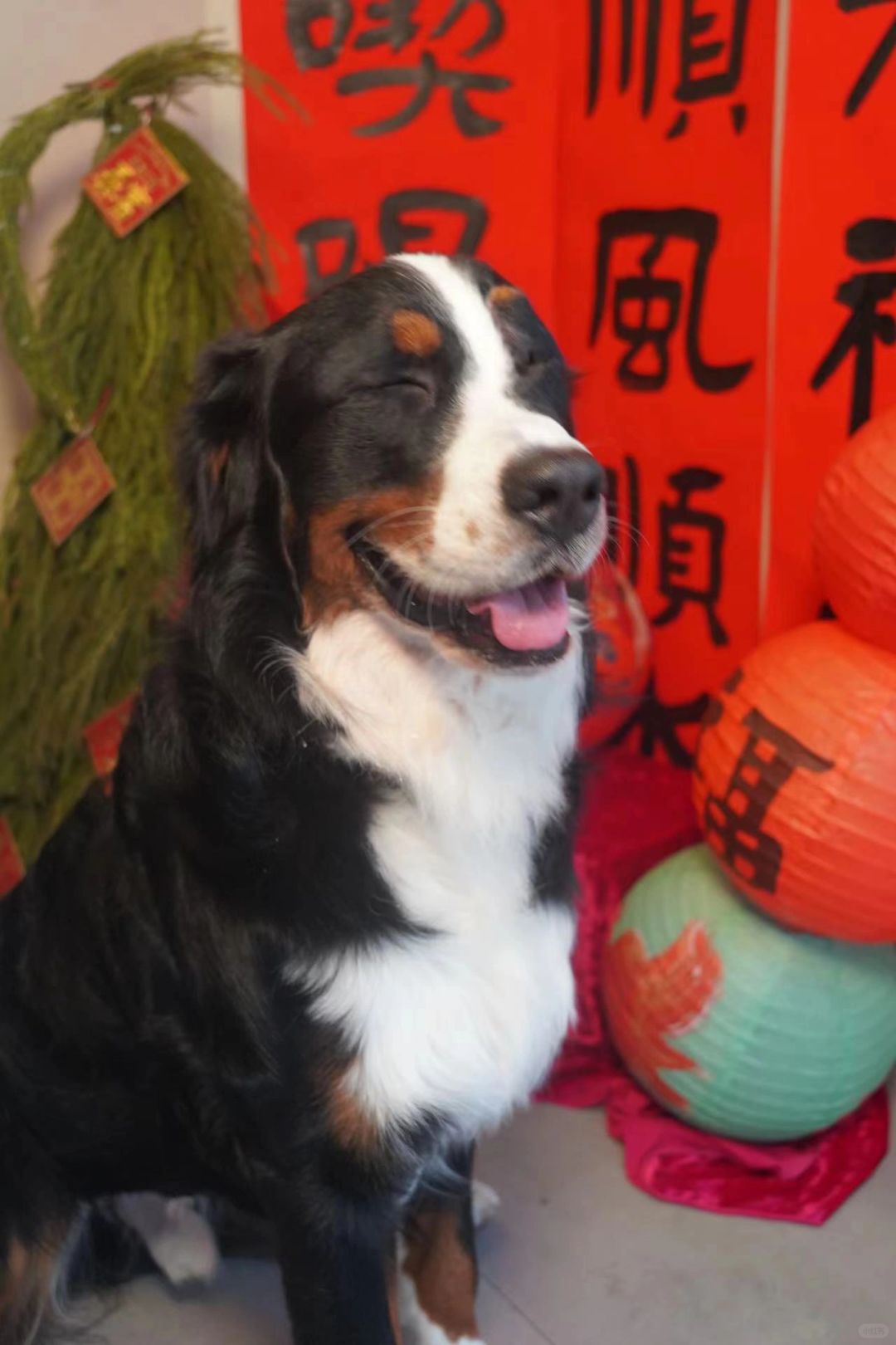 立春快乐，笑呵呵