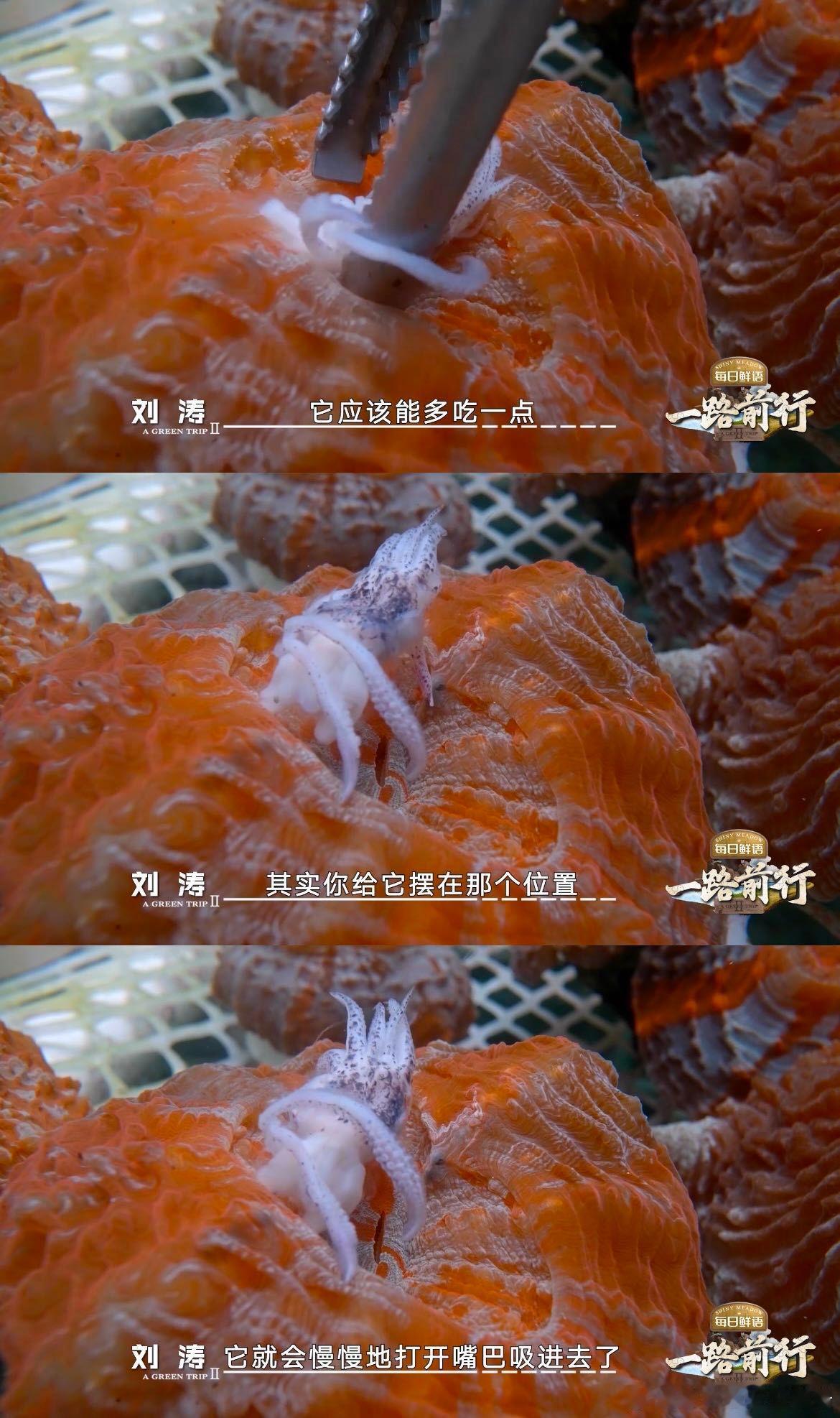 胡歌刘涛平等地珊瑚塑所有人  海洋保护不仅是严肃的科研，也可以是有趣的体验。和 