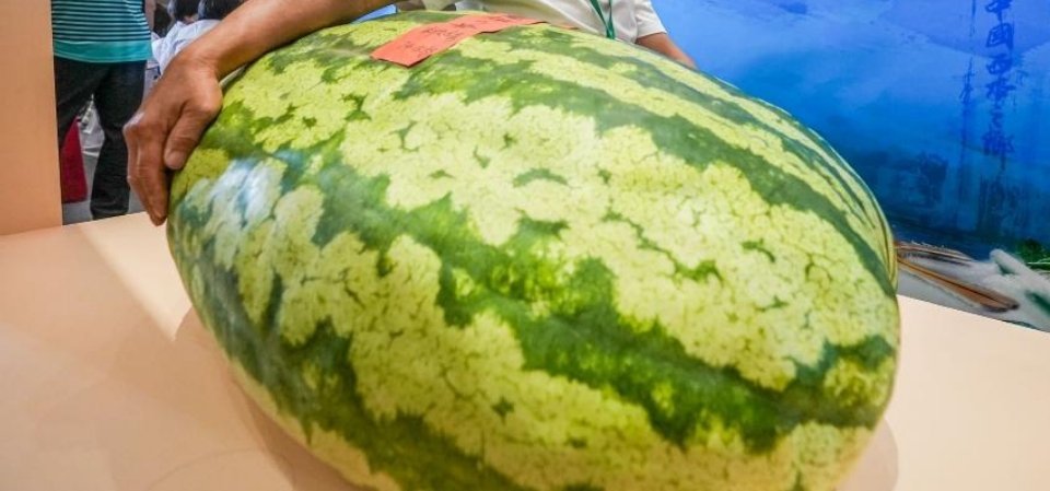 谁懂啊！市价快两万的百斤瓜王，居然只花617元就拿下🥳 这波属实是超级大捡漏，