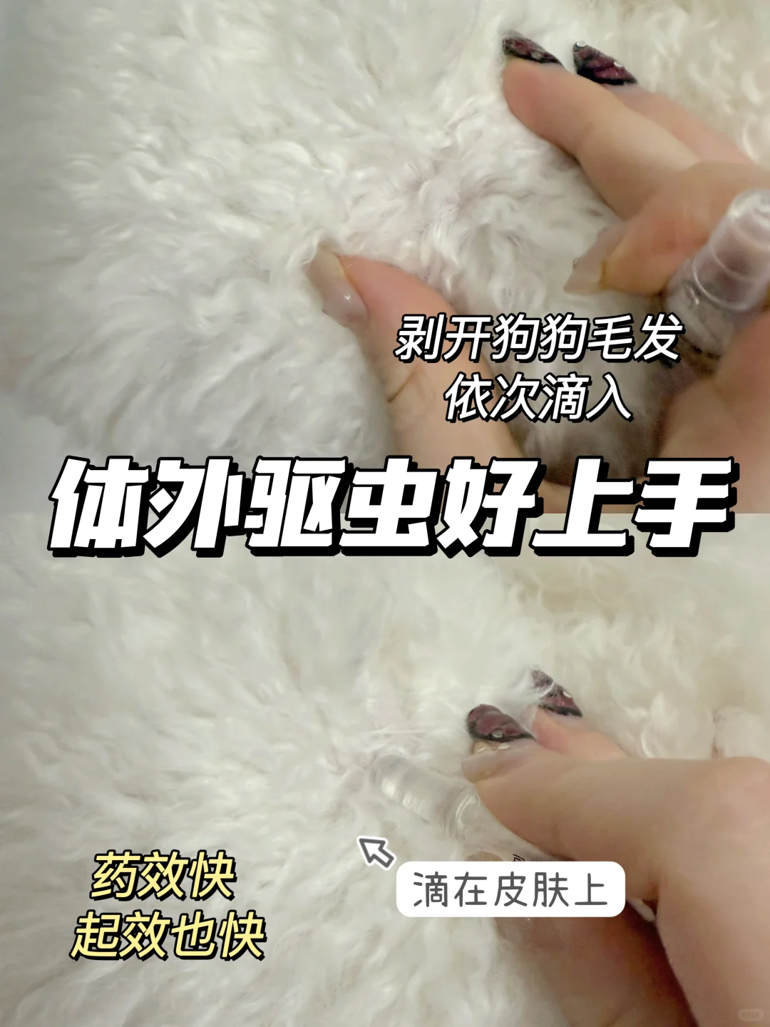冬季有必要驱虫吗？养宠驱虫误区别踩雷！