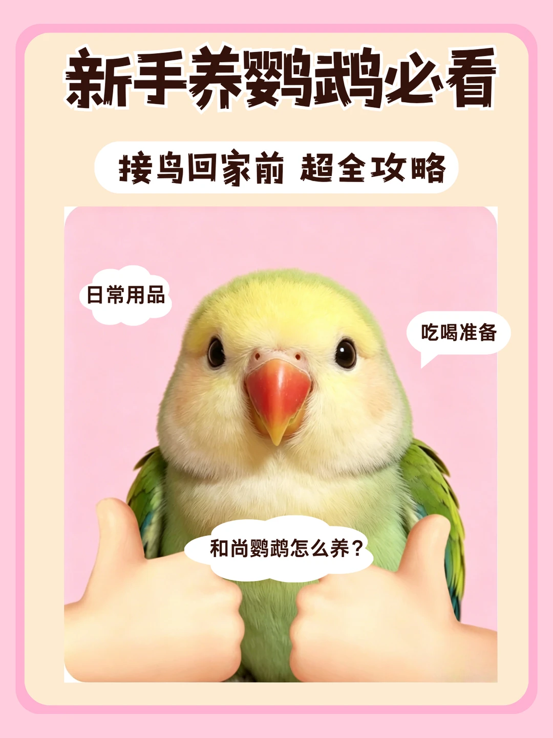 新手接鸟 养和尚鹦鹉的6项刚需准备‼