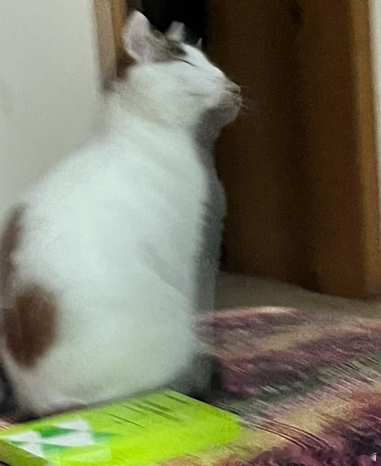 49162【丑猫】像我这样的大师拍照一定很厉害（一阵劲爆的音乐.jpg 