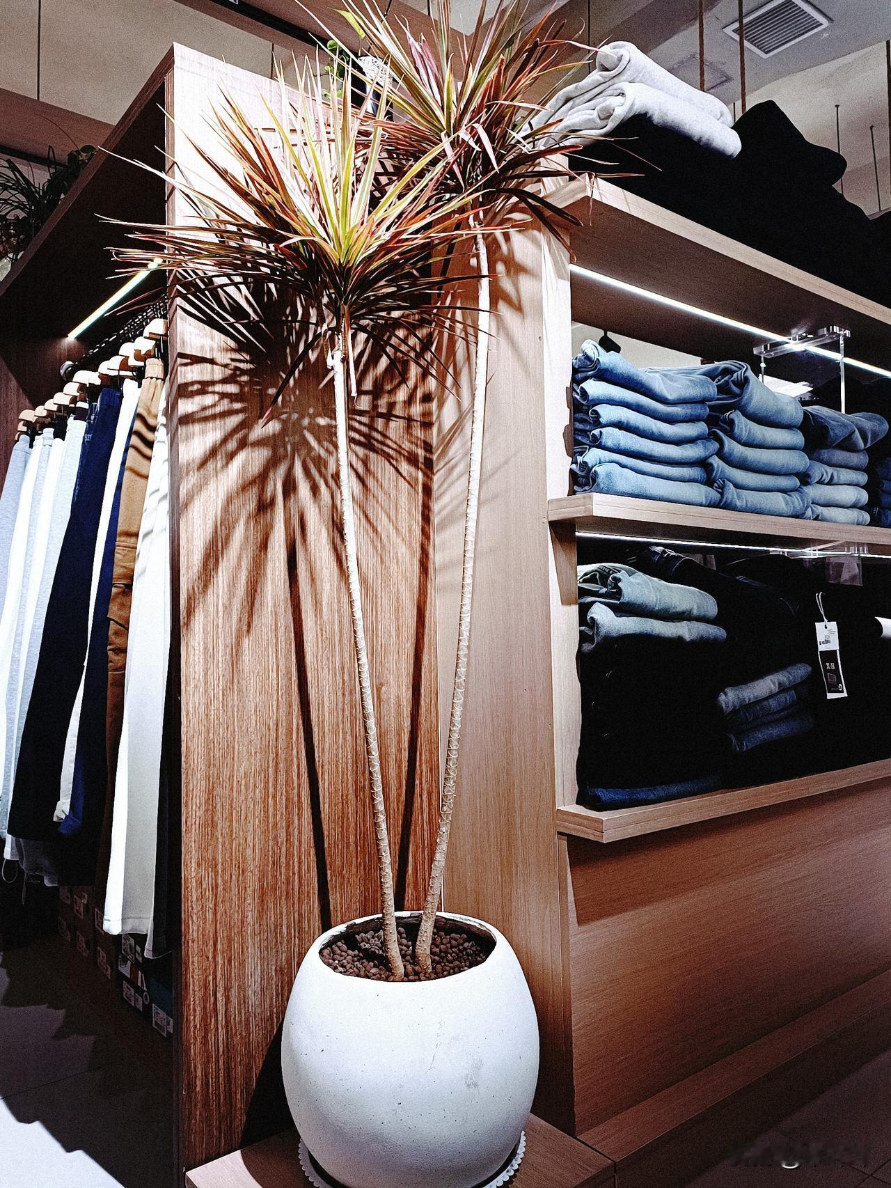 逛街的时候感觉老板店里的这棵植物很好看，有没有友友知道这是啥呀，想在家里养一个同