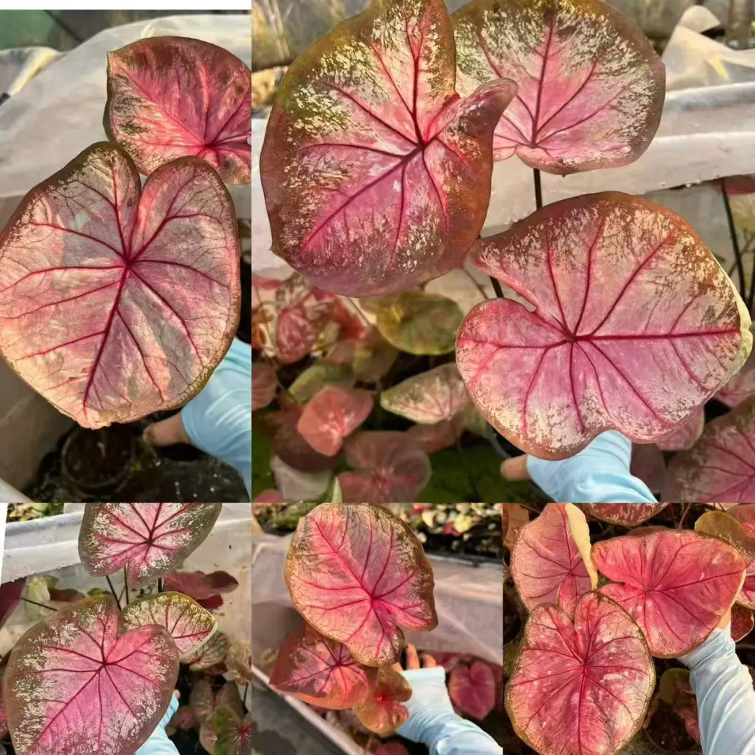 观叶植物 彩叶芋 泰彩 海王彩叶芋 楠乔植艺 彩叶芋养护 彩叶芋大全 ...