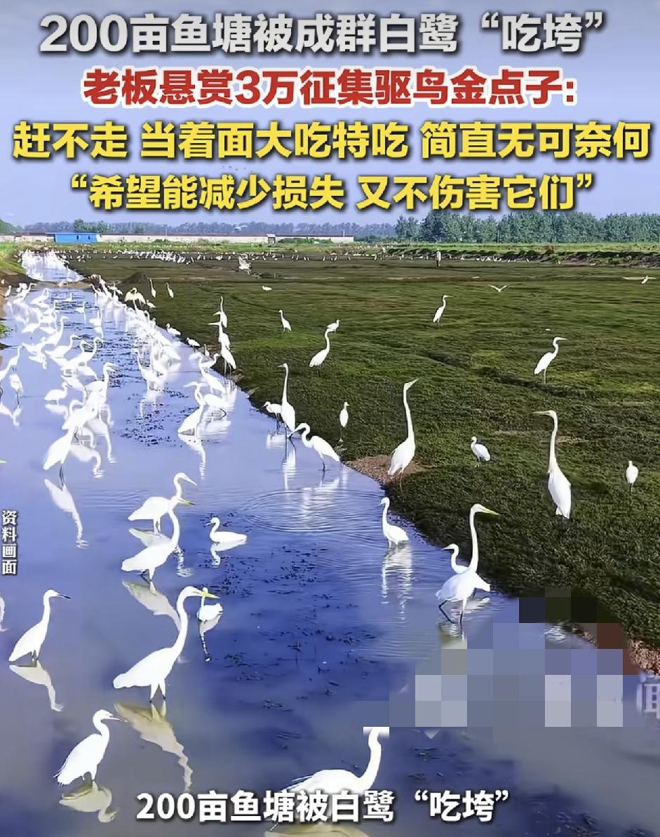 浙江湖州一家鱼塘的老板称自家200亩的鱼塘，被成群的白鹭吃垮，现在网上发布视频向