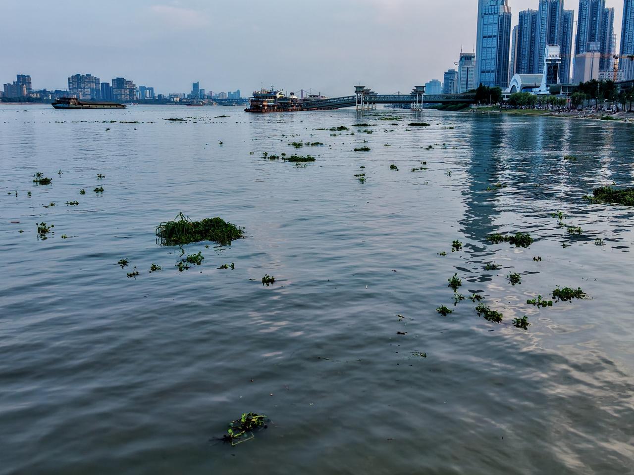 【长江水葫芦又至】6月16日傍晚，汉口江滩江面漂浮大量水葫芦。这些外来植物繁殖力