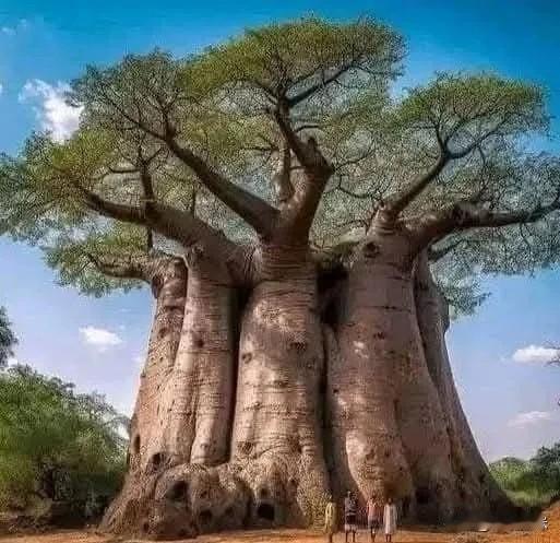 大家都知道猴面包树吧，有个特别有名的叫SagoleBigTree，这棵树就在南非