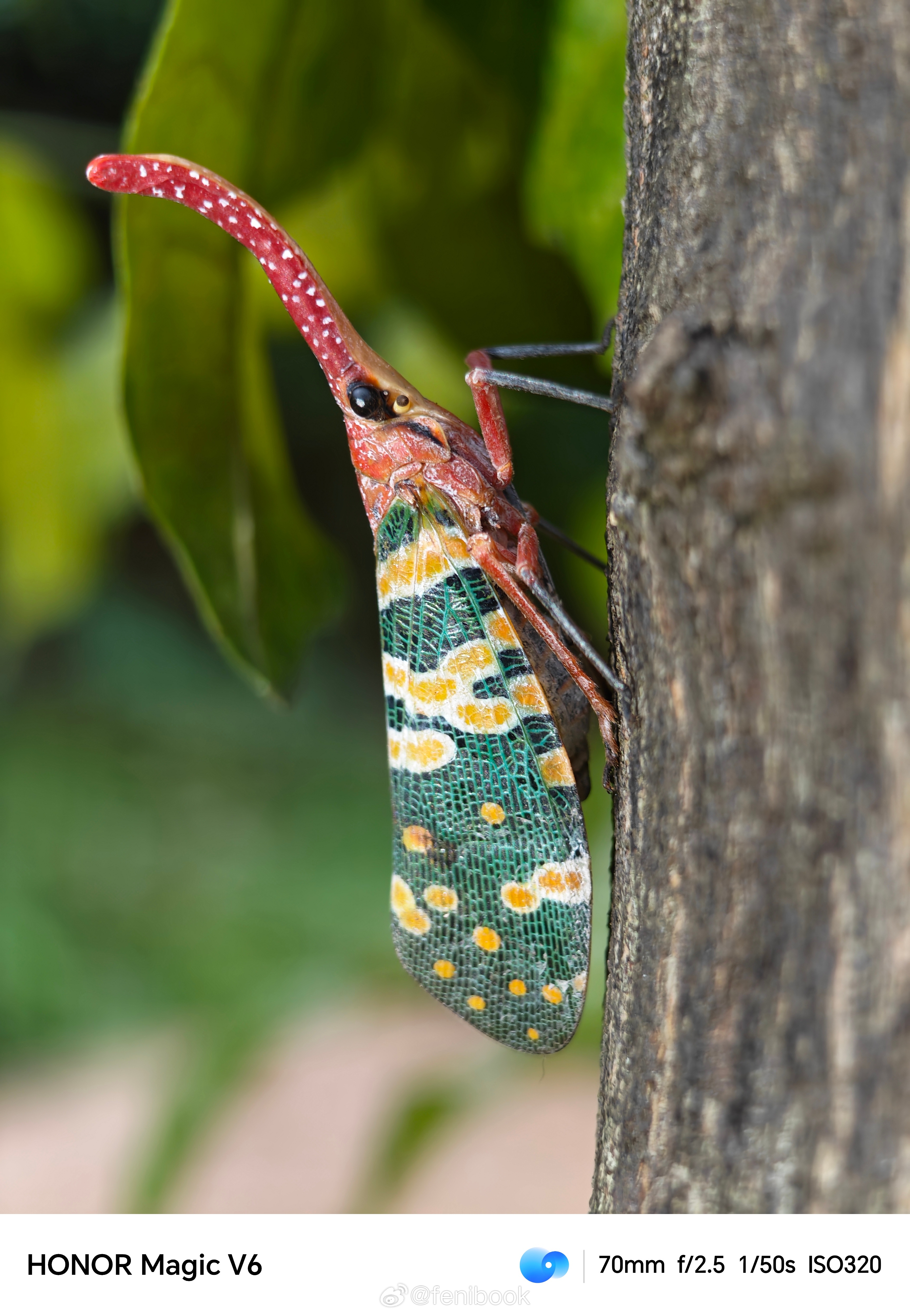 今日最佳，这是啥东西？带了一堆手机和相机，结果发现手头微距能力最强的居然是荣耀M