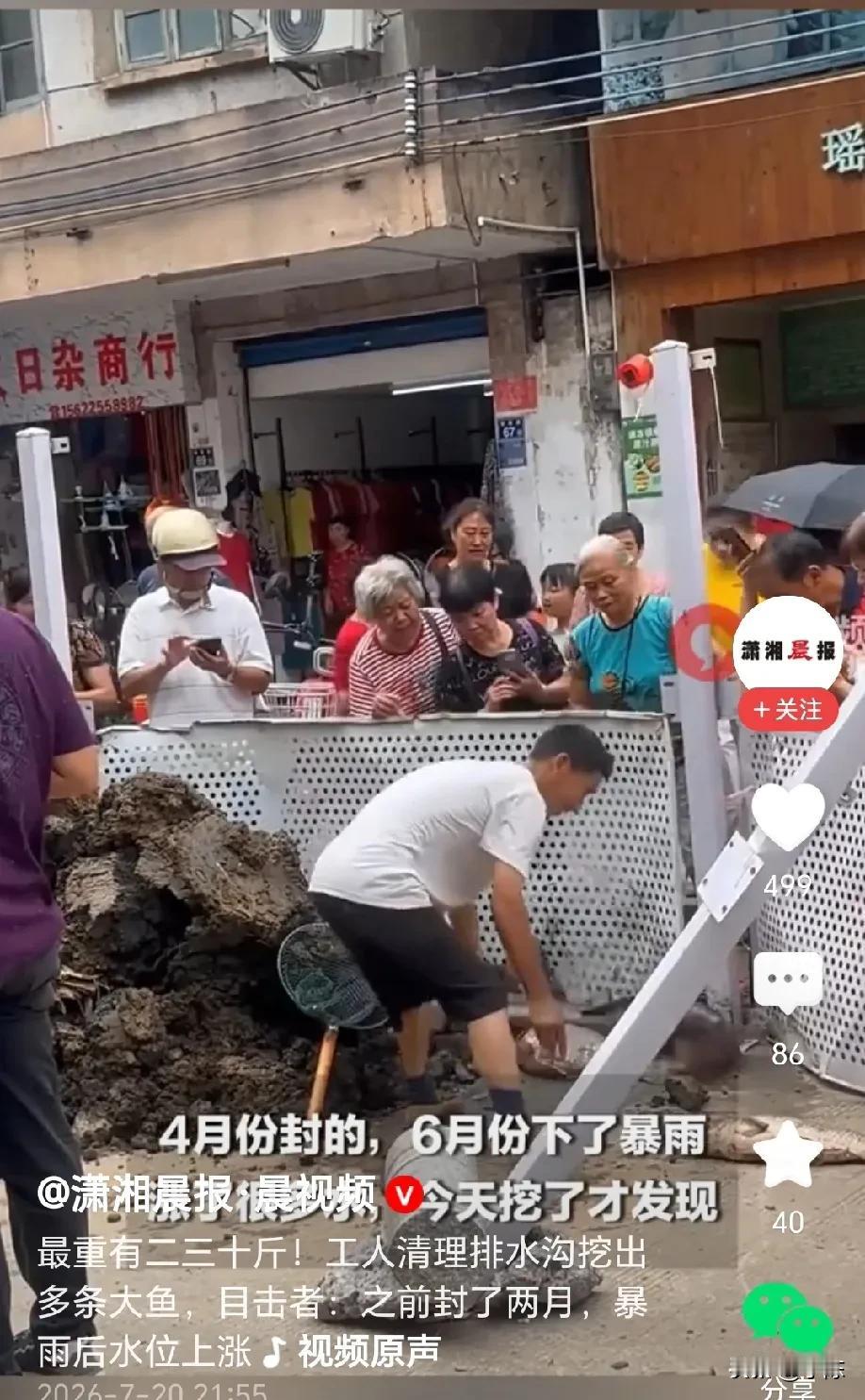 “要加餐了”！广东清远，施工工人在清理堵塞的排水管道时，意外挖到一条大鱼，随着工