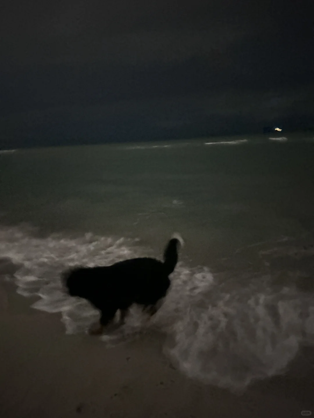 Miami｜带小狗看海