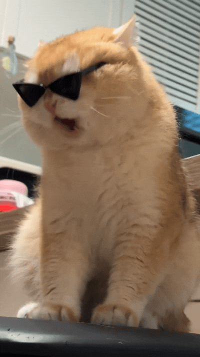 刷到这段视频，直接把我给逗乐了。
铲屎官给橘猫安排上小墨镜，本想走个霸气酷飒路线