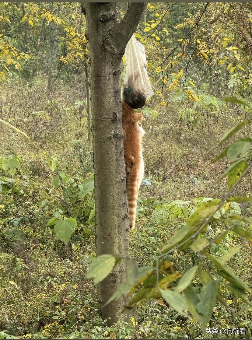 这不是虐猫，不是虐猫！在野外看见一只猫挂在树上，旁边还挂着猫粮冻干，差点以为是虐
