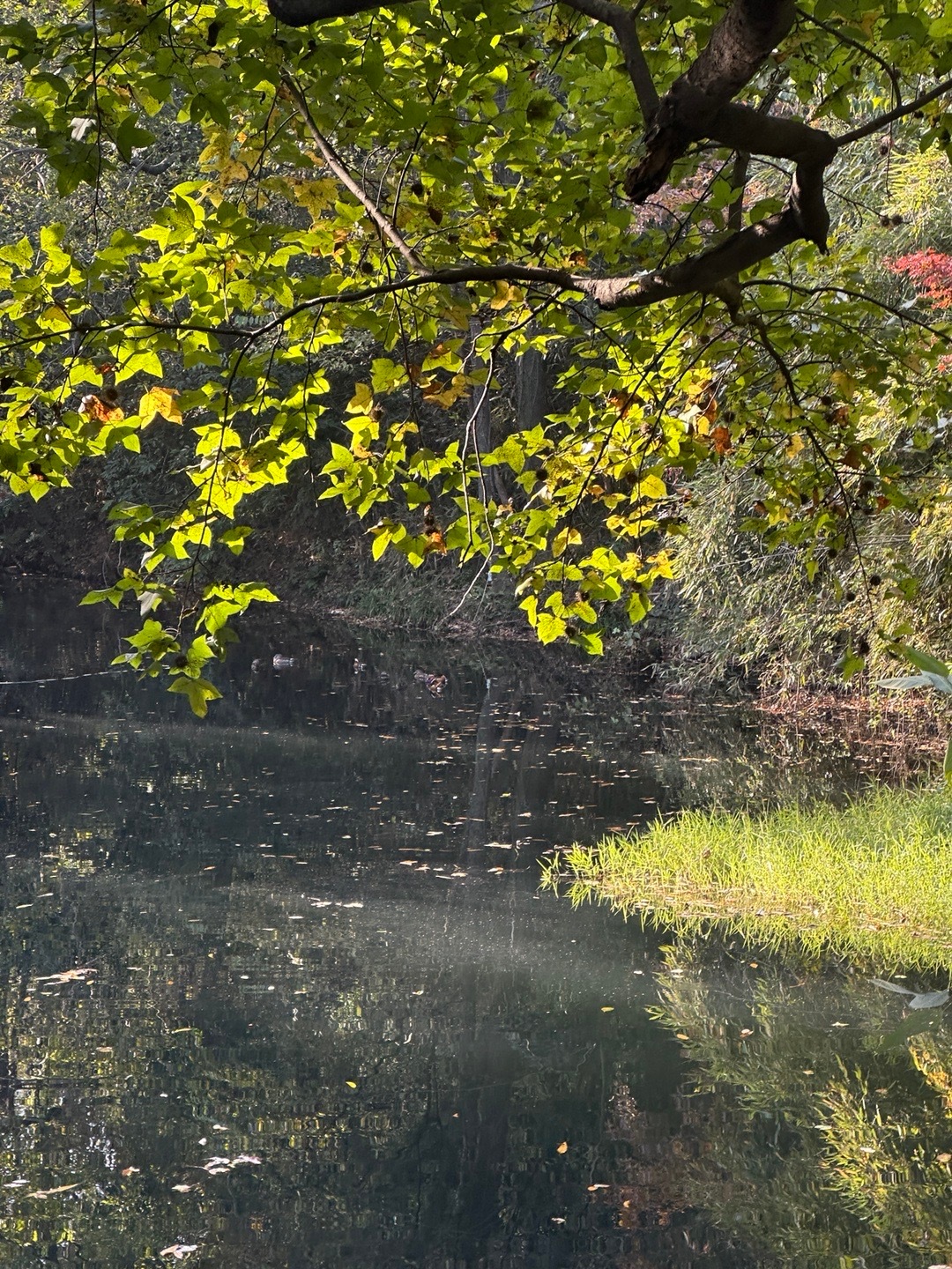 🦒🐘🦌🦙…… 