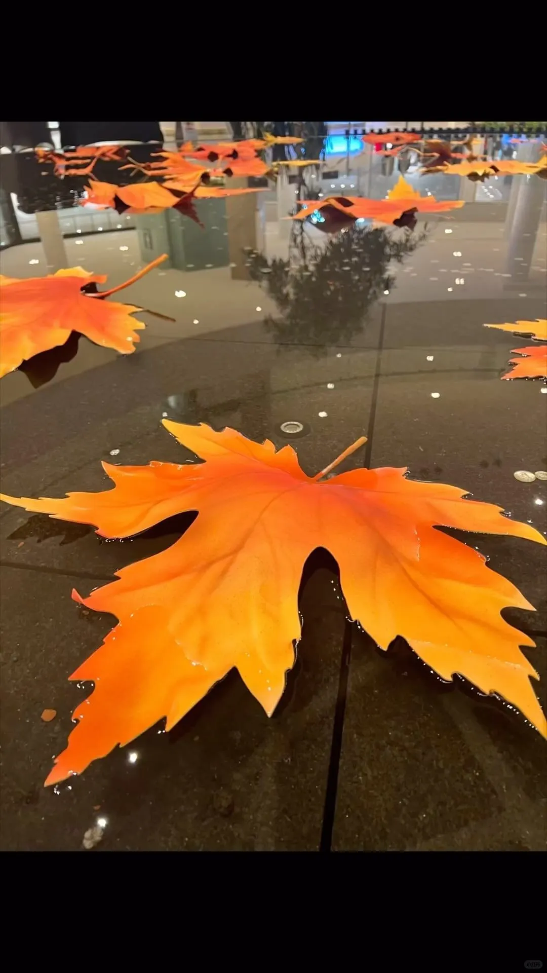 枫叶红了，Eva防水大枫叶