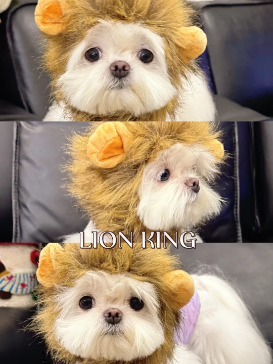 奶凶预警！！我系大撕纸🦁