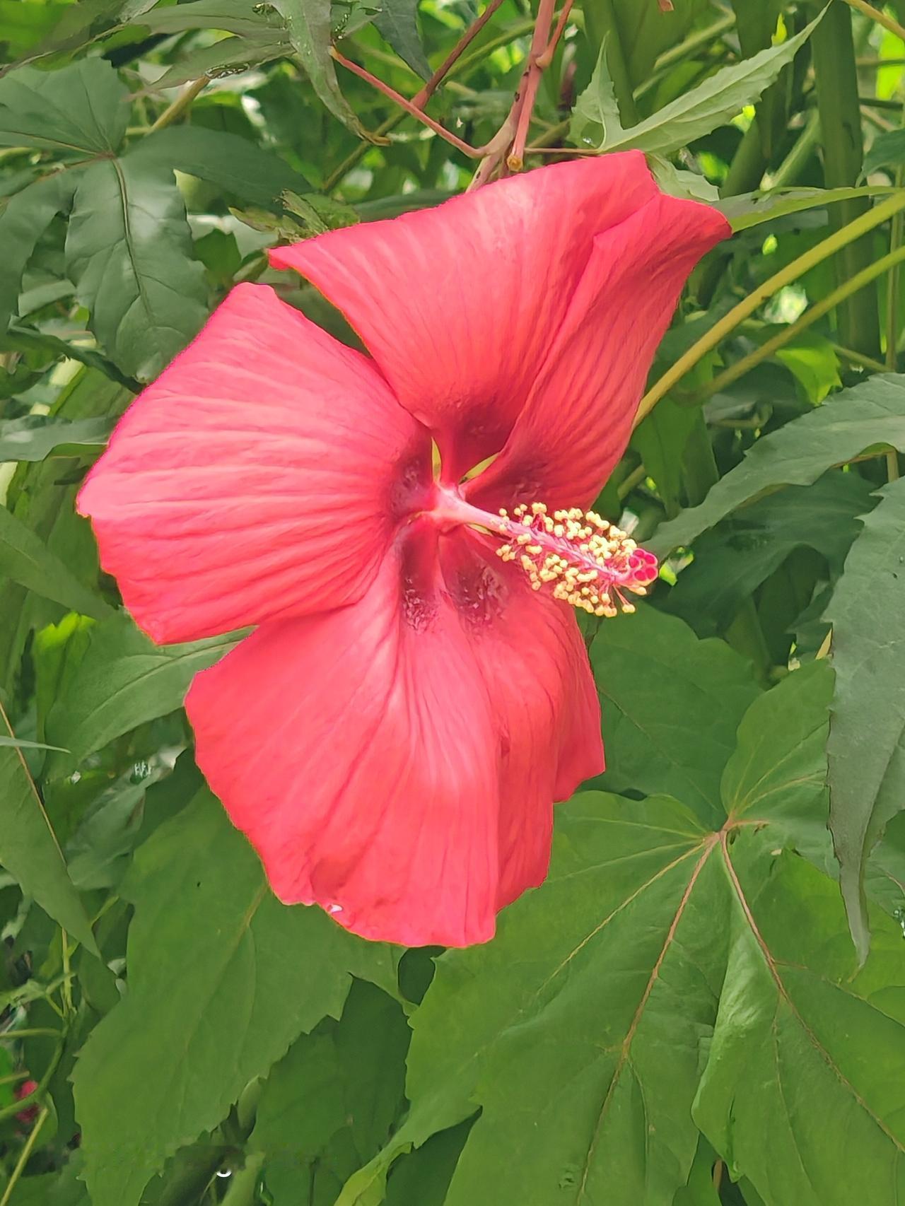 红花绿叶，浪漫如诗。第一城里蜀葵花