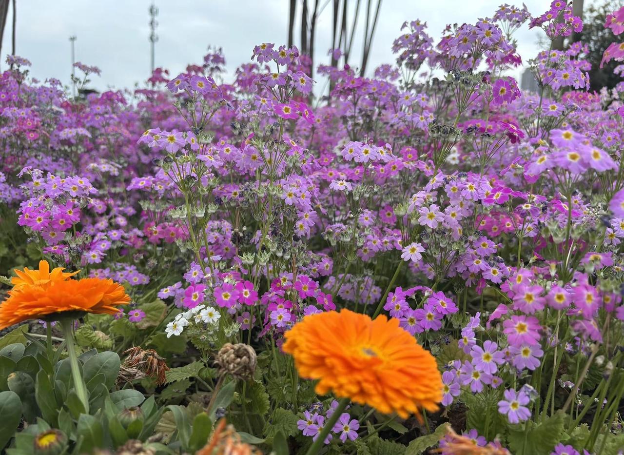 北方真的还在下雪吗 南北差异 南方的朋友不用回避 南方的春天