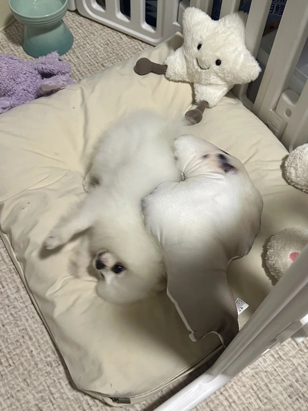 真假麻瓜