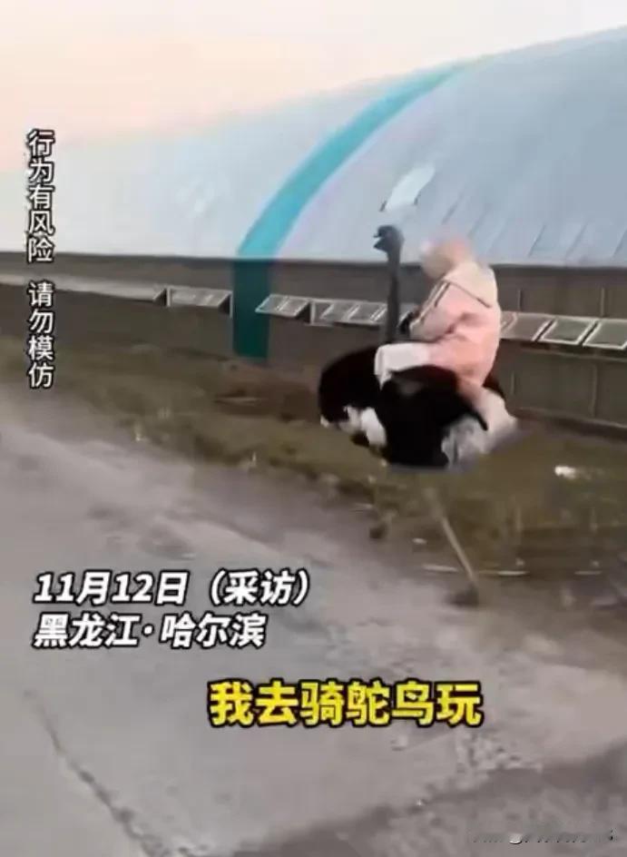 尔滨又有绝活了！近日，一女子来到哈尔滨旅游，体验了一把骑鸵鸟，那欢乐的场面简直越