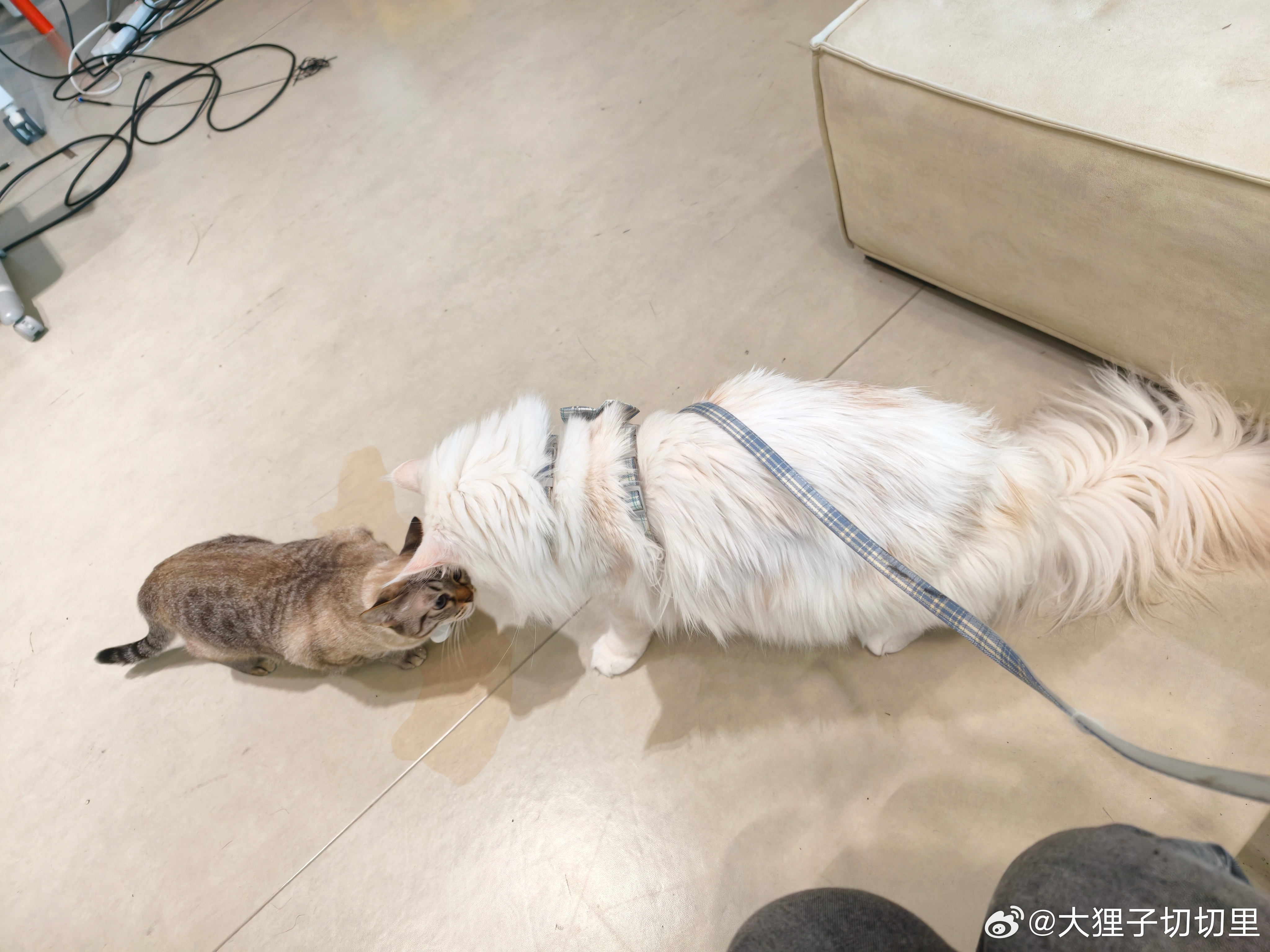 rengo和烤翅:见到猫斯拉了