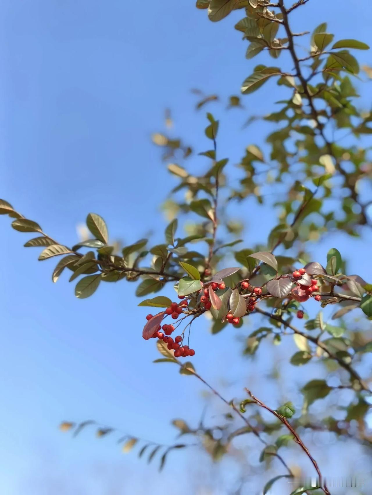 让我们一同领略火棘果的美妙之处，体会大自然的馈赠，静等蛇年春节的来临。云南旅行随