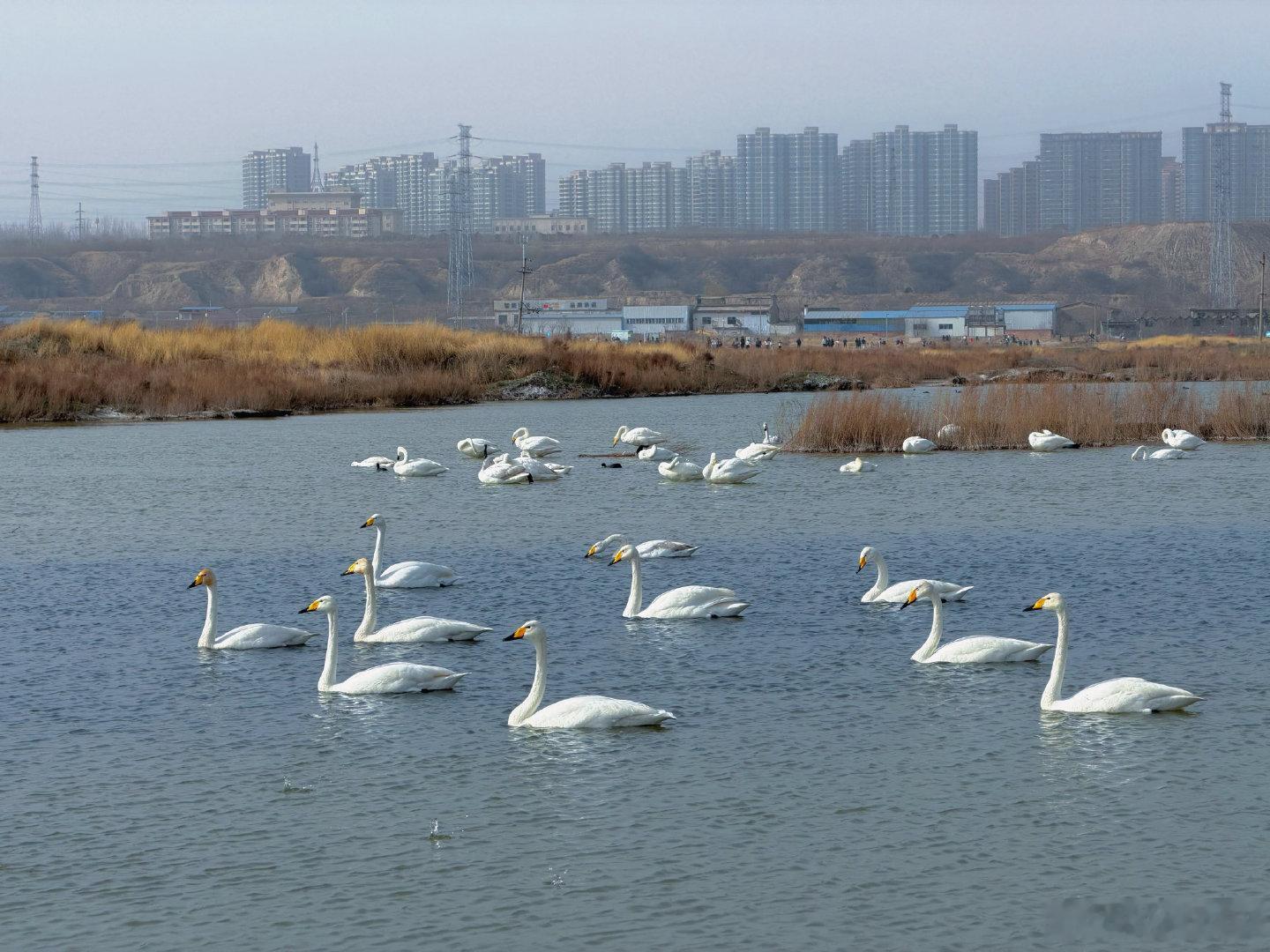 山西深耕湿地保护绘就生态画卷    湿地被誉为“地球之肾”，是涵养水土、净化环境