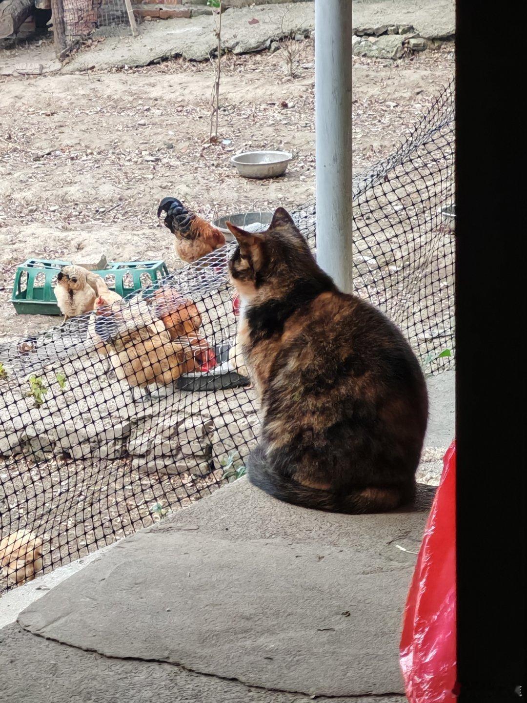 猫也喜欢思考生活吗？我们姑且叫它：思考猫生～ 