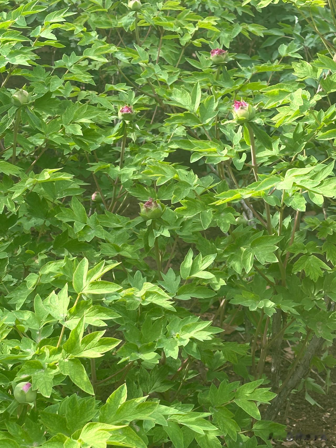 洛阳牡丹公园，牡丹花还没开放，估计4月5号左右盛开。