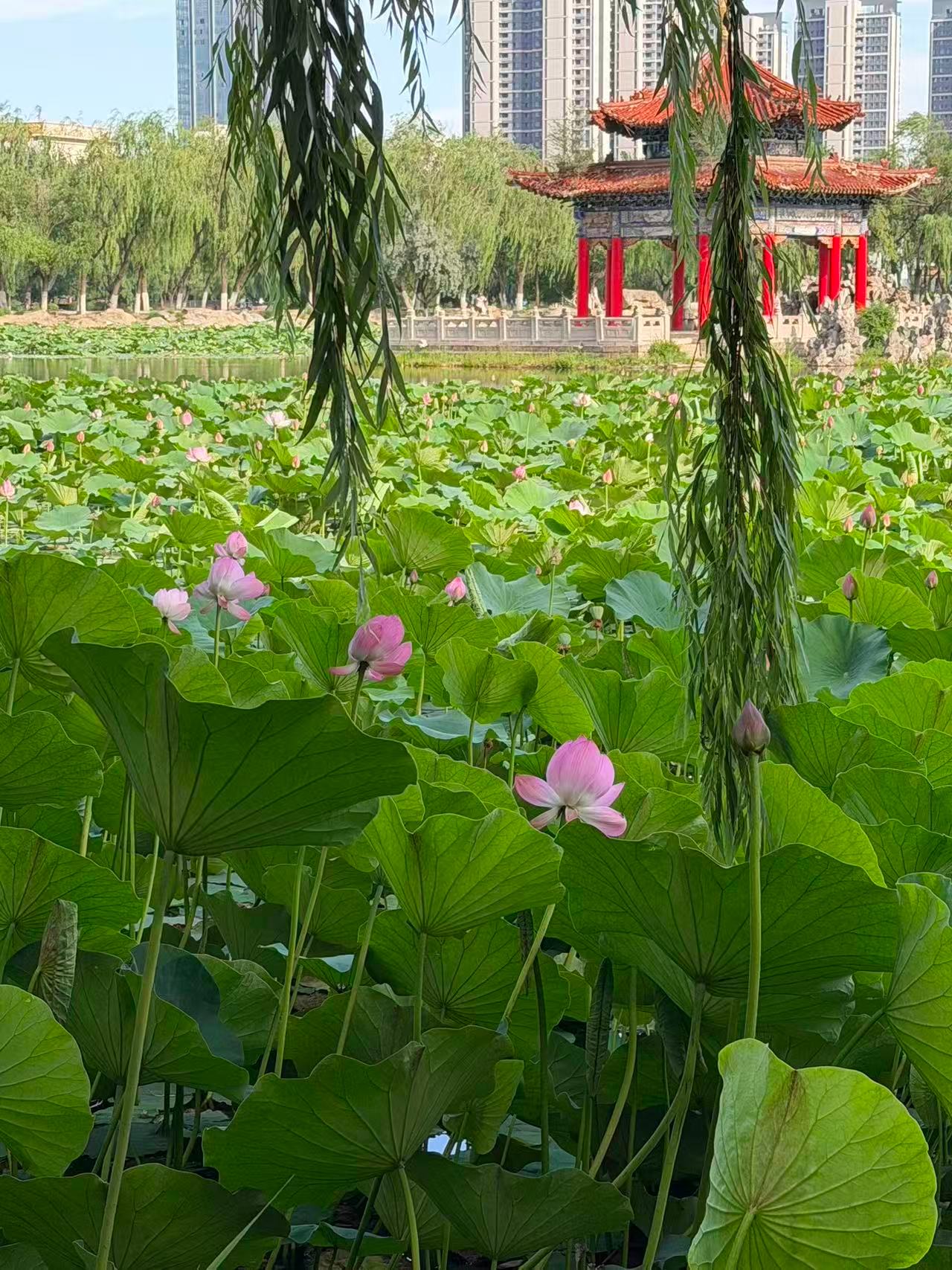 夏天池塘里开满了荷花，风景特别美，有空一定要过来打卡。 