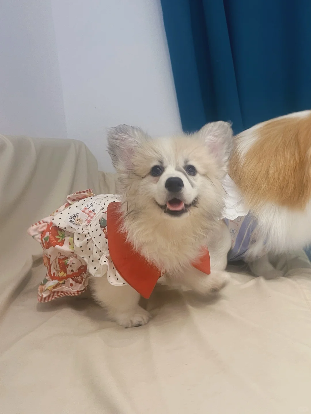是香香软软的妹妹小樱花呀～