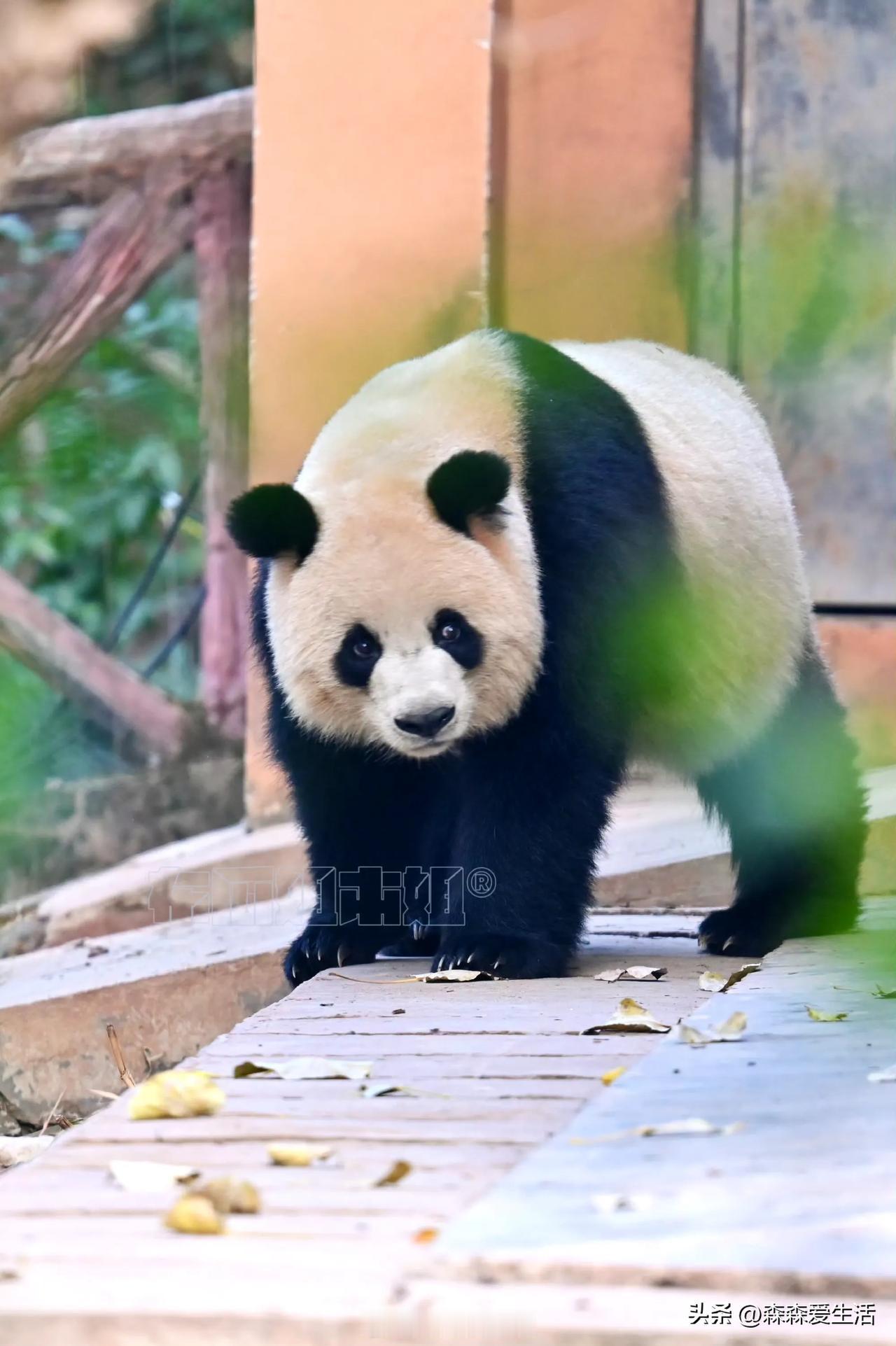 我喜欢圆润，好久不见，甚是想念。

同时我发现一个地方，你说我每一次写萌兰，咱们