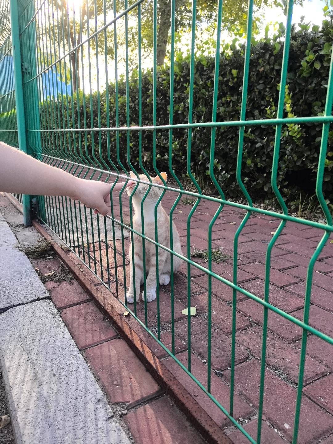 单位附近的修猫咪