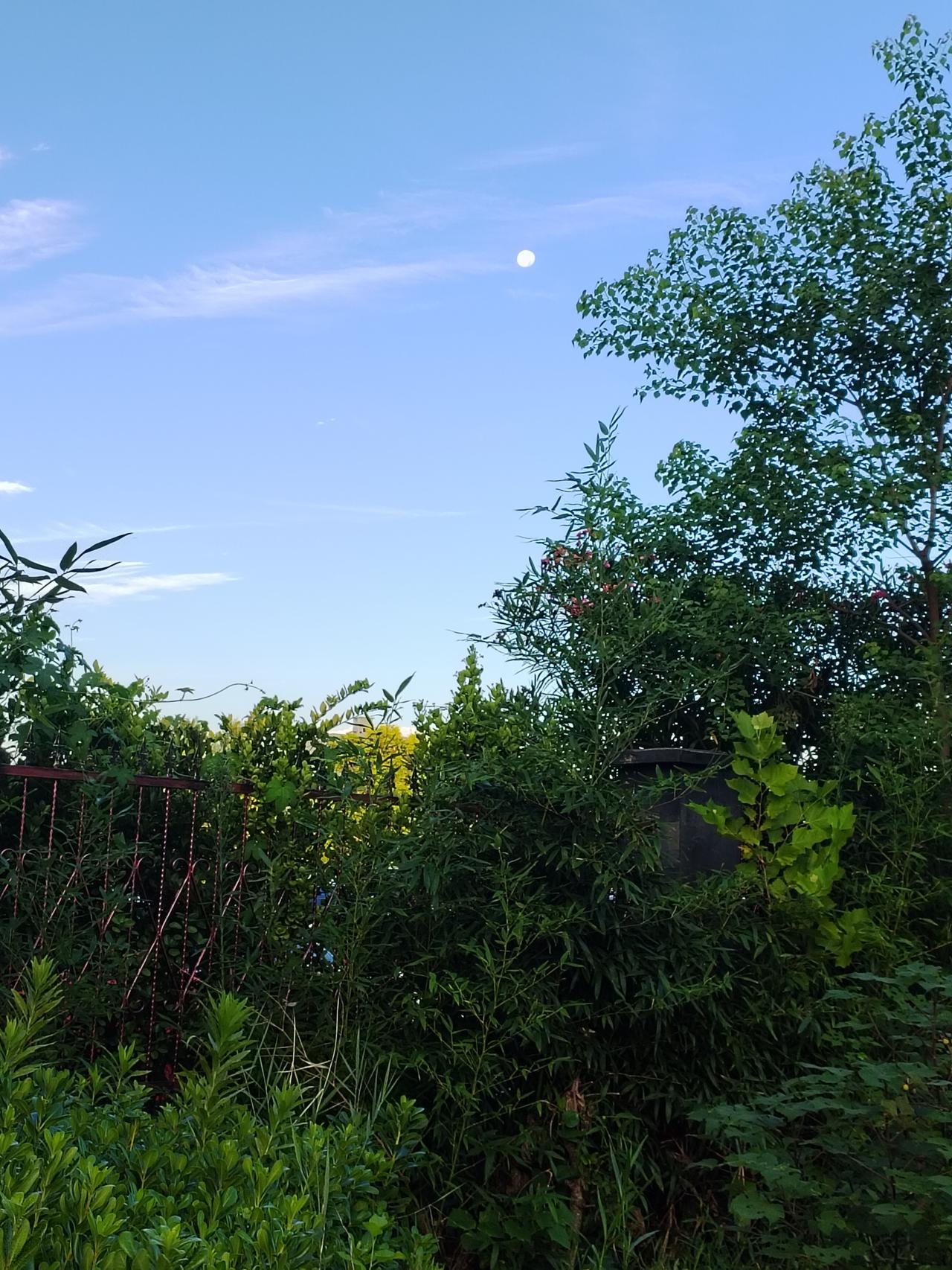 早晨去公园散步，看到月亮高高挂在天空，我拿起手机随手拍下这清晨的美好时光，与大家