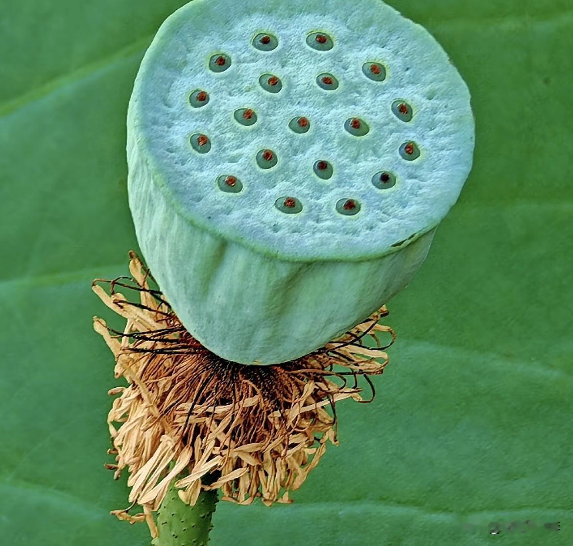 上联：春赏桃花秋赏菊
    下联：夏观荷影冬观梅