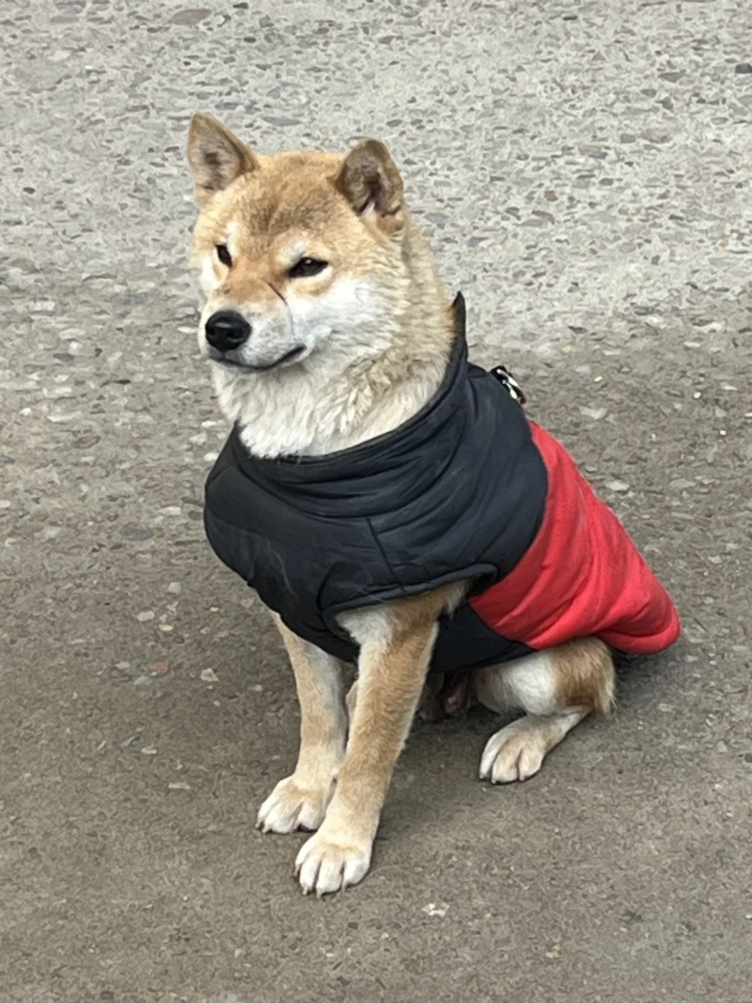 一杯奶茶钱，拥有属于你自己的宝宝！