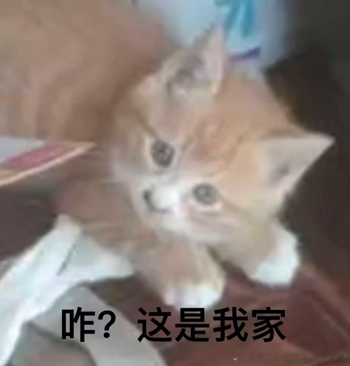 49555【心灵丑】此猫趁我不在家把我的多肉打翻之后就这样 