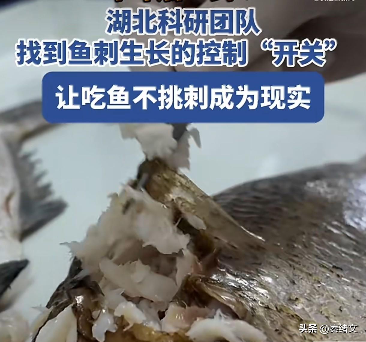 十年磨一剑 湖北科研让吃鱼不挑刺照进现实
 
谁没被鱼身上的小刺卡过喉？尤其是给