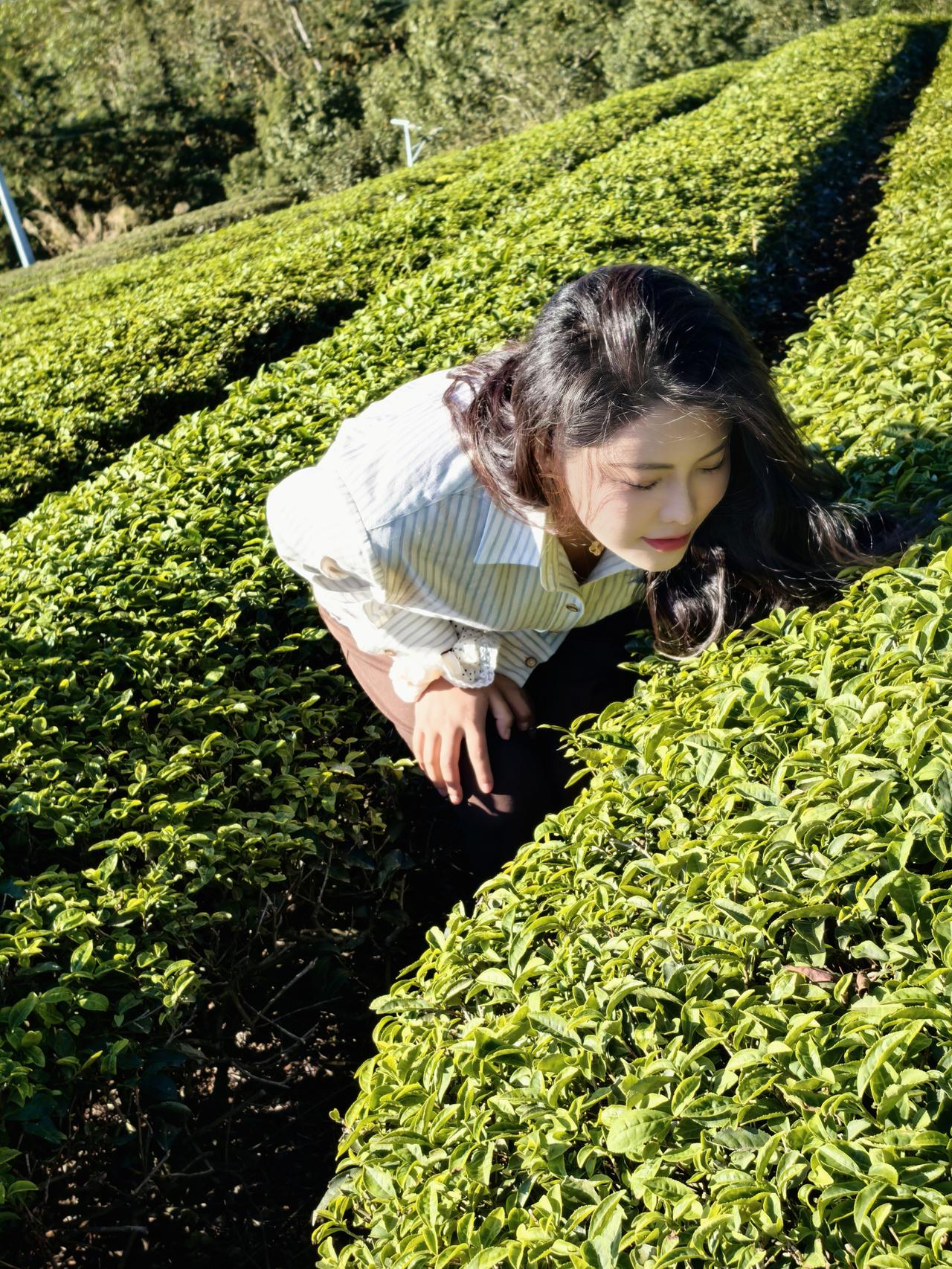 屌炸天了！莆田仙游这个有机茶场居然产的是“贡茶”，熟知的数十种茶饮大品牌的原材料