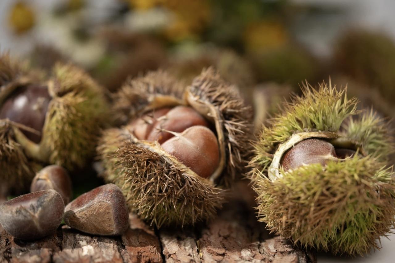 板栗🌰到底是水果还是坚果呢？这个问题很奇怪，没想到板栗的营养价值这么高。山货板