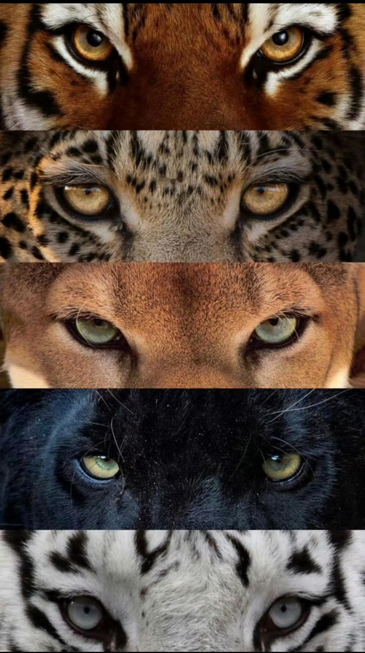 看这老虎样貌，就能明白那些奇奇怪怪的宠物猫、宠物狗，以及各种魑魅魍魉咋来的了。近