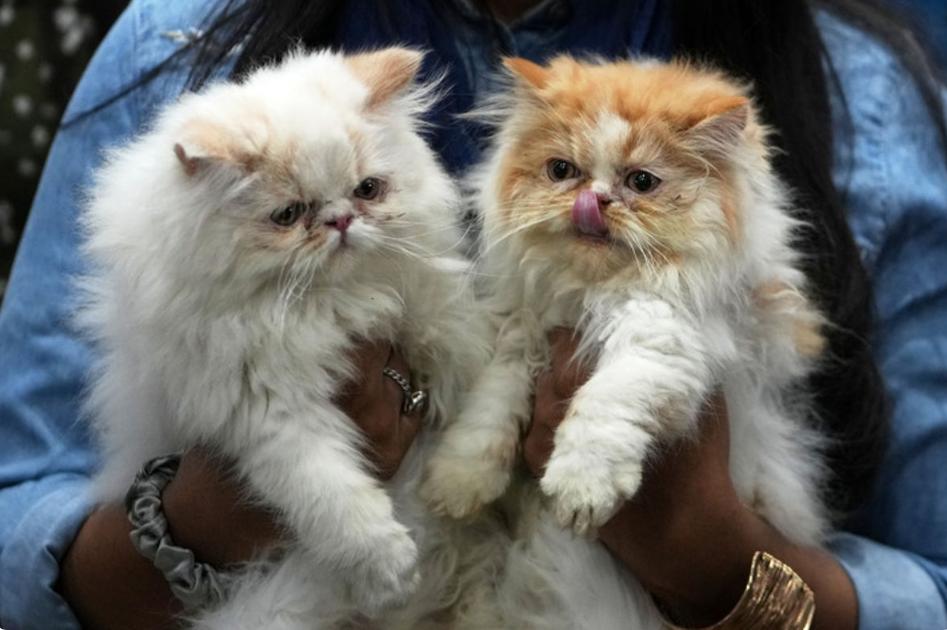 颠覆认知！家猫竟是罗马军团