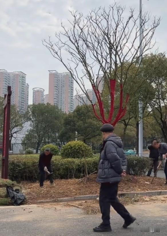 2月3日两棵身价不菲的珍稀紫薇树正式落户永州市体育馆门口，成为城市新晋“潜力网红