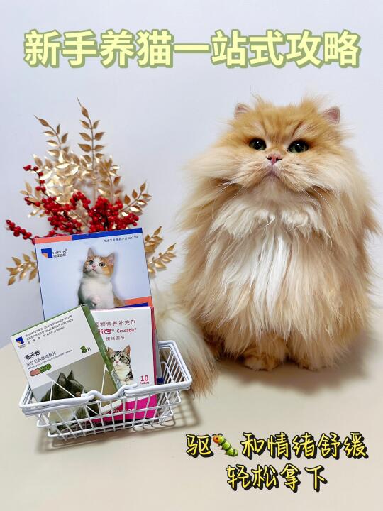 新手养猫驱虫+防应激  一站式解决你的问题