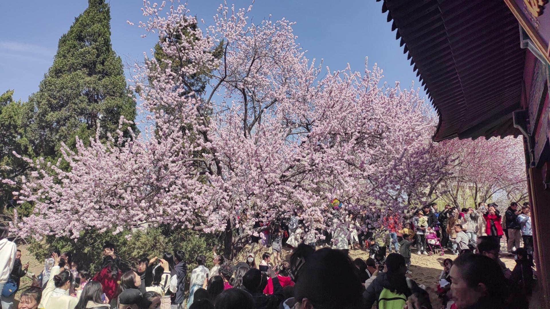 好多地方的桃花盛开了，大连的春天也不远了，可以带孩子搭帐篷斗地主啦[嘻嘻][嘻嘻