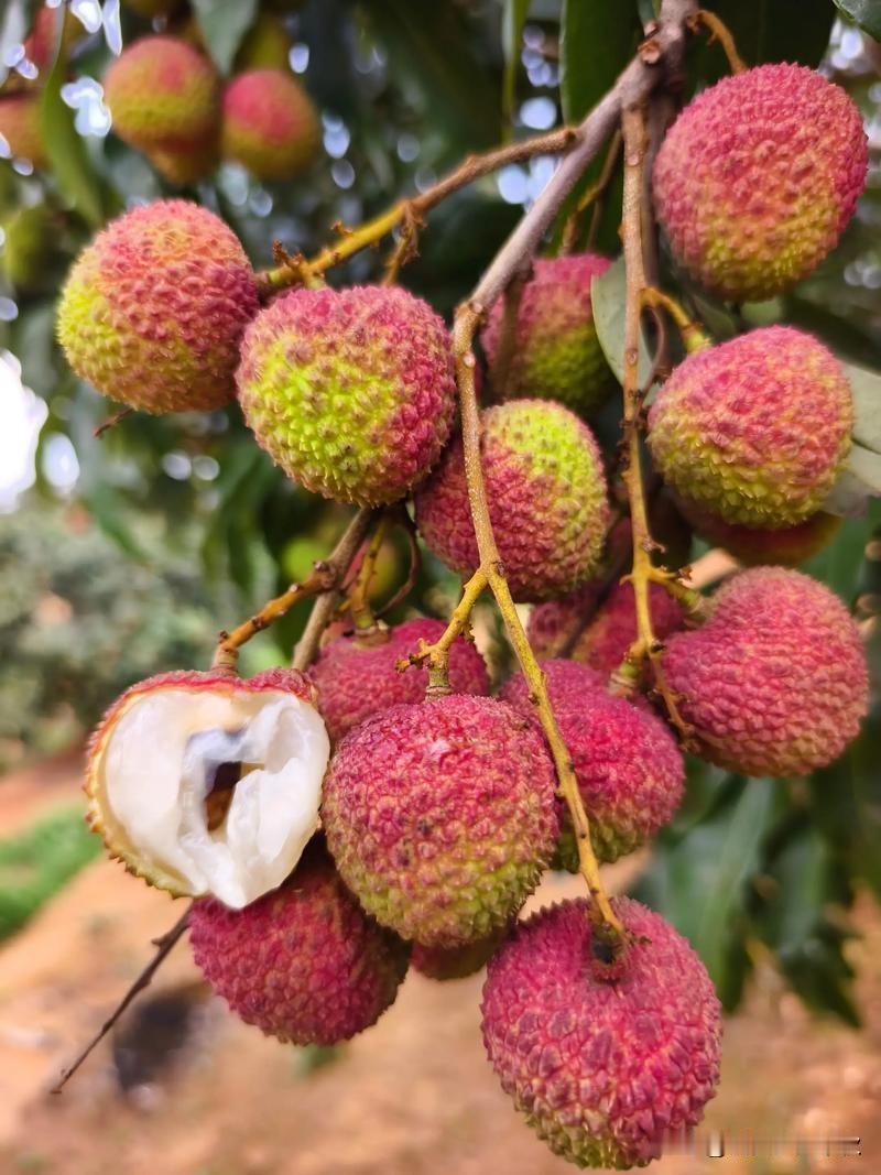 又到了吃荔枝的季节了，但是你知道吗？盲目吃荔枝是有风险的，尤其是孩子！这篇微头条